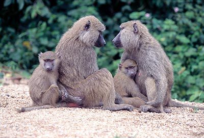 baboons.jpg