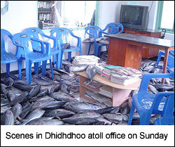 dhidhdhoofish1.jpg
